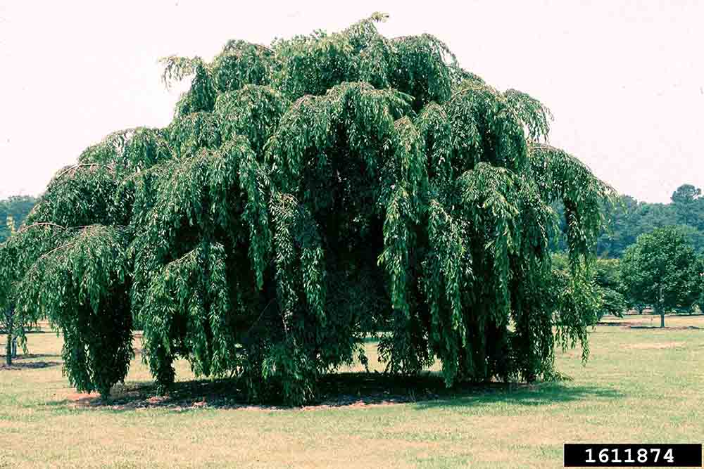 Higan cherry tree