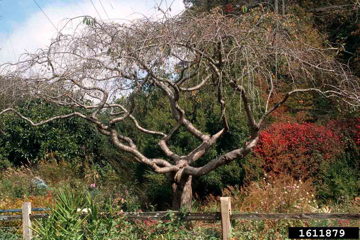 Higan cherry tree form, winter
