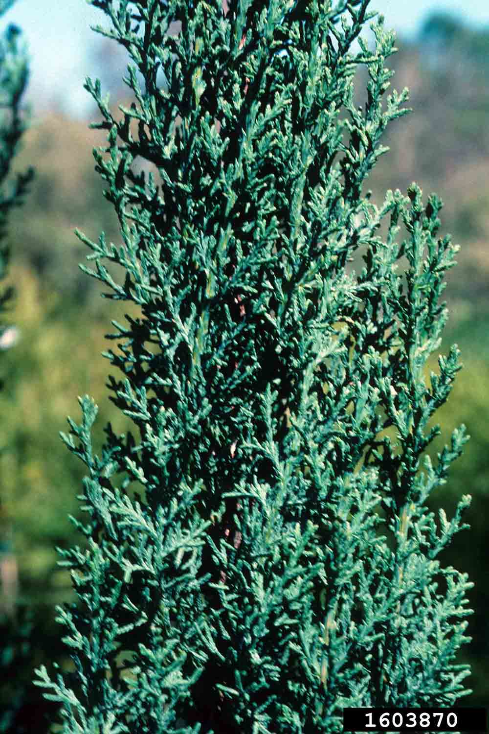 Italian cypress foliage
