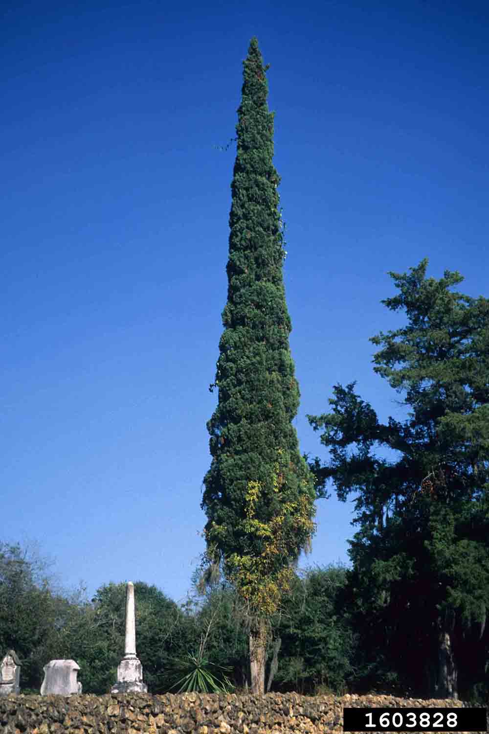 Italian cypress tree