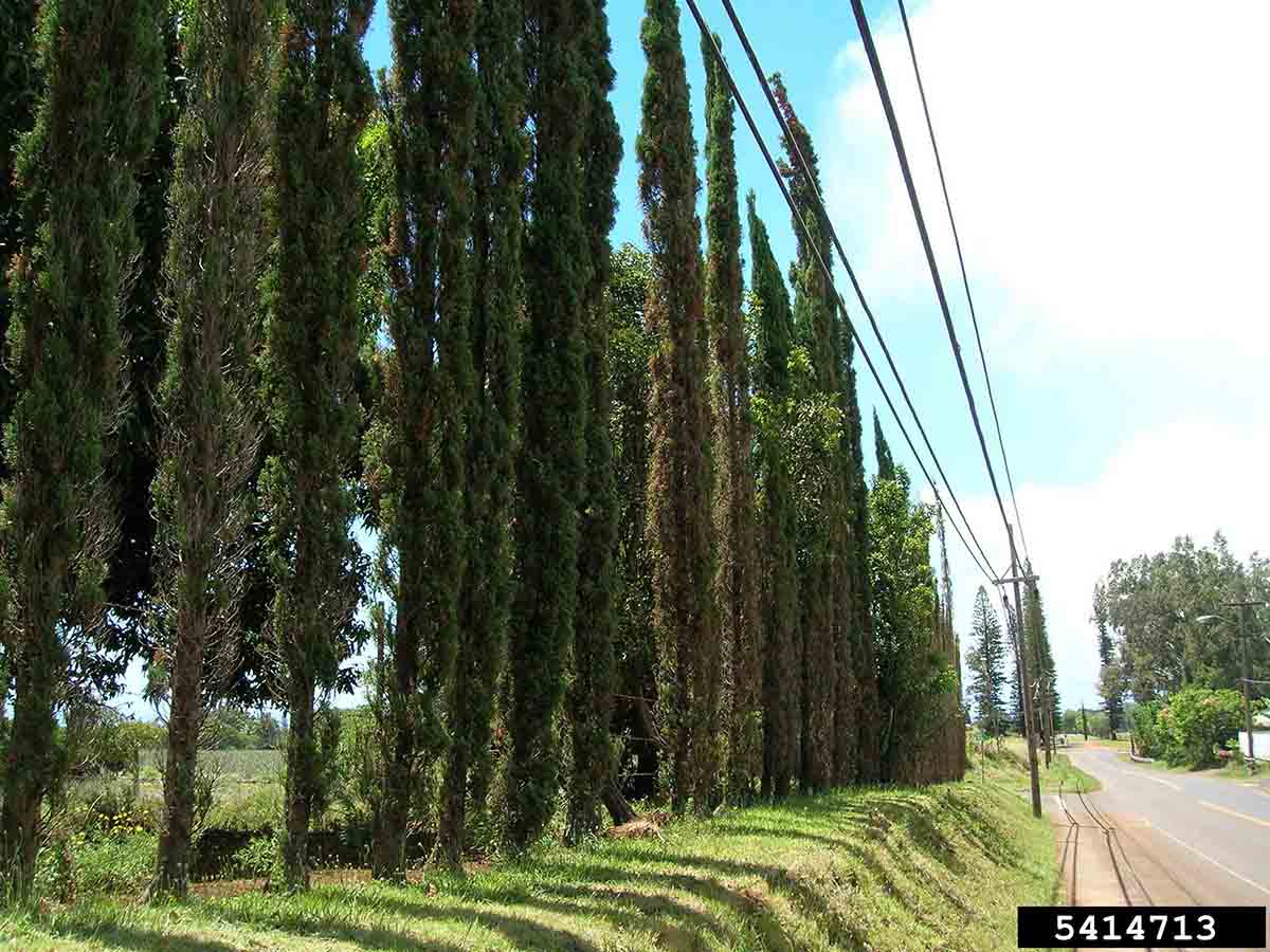 Italian cypress trees