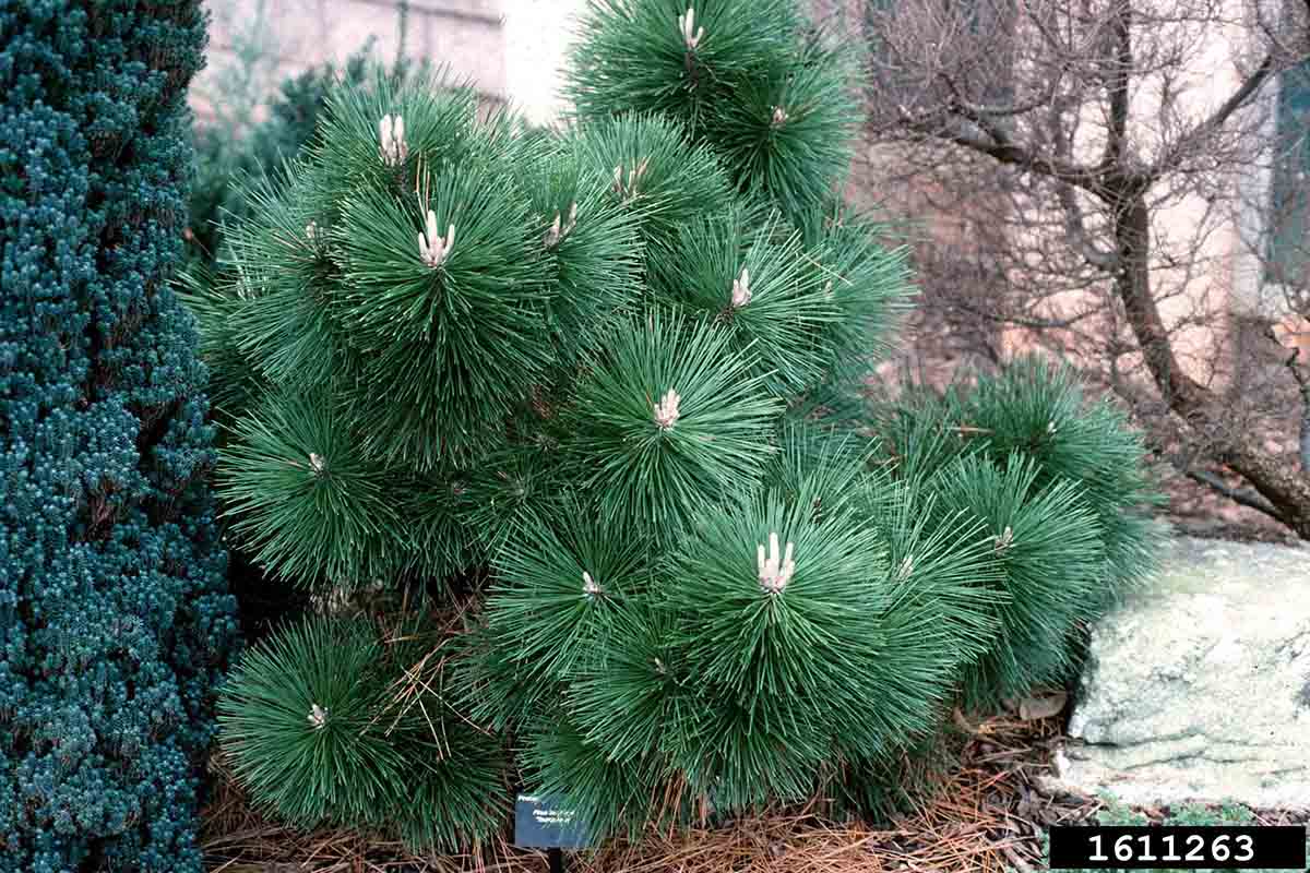 Japanese black pine cultivar