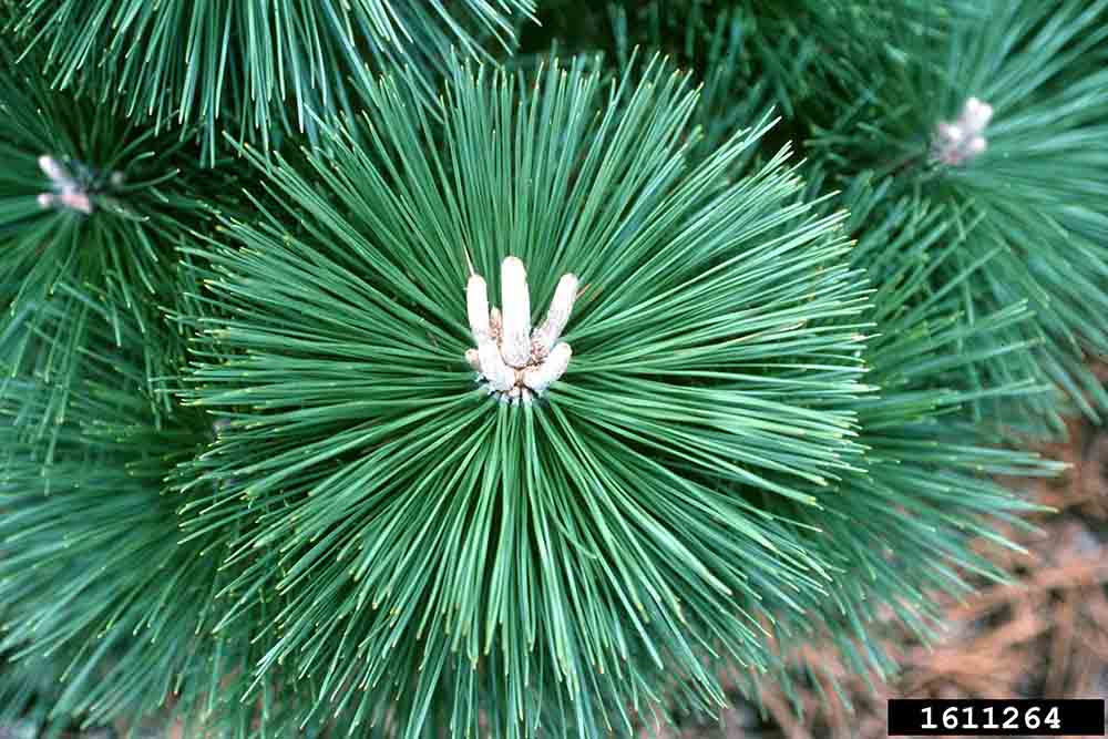 Japanese black pine cultivar
