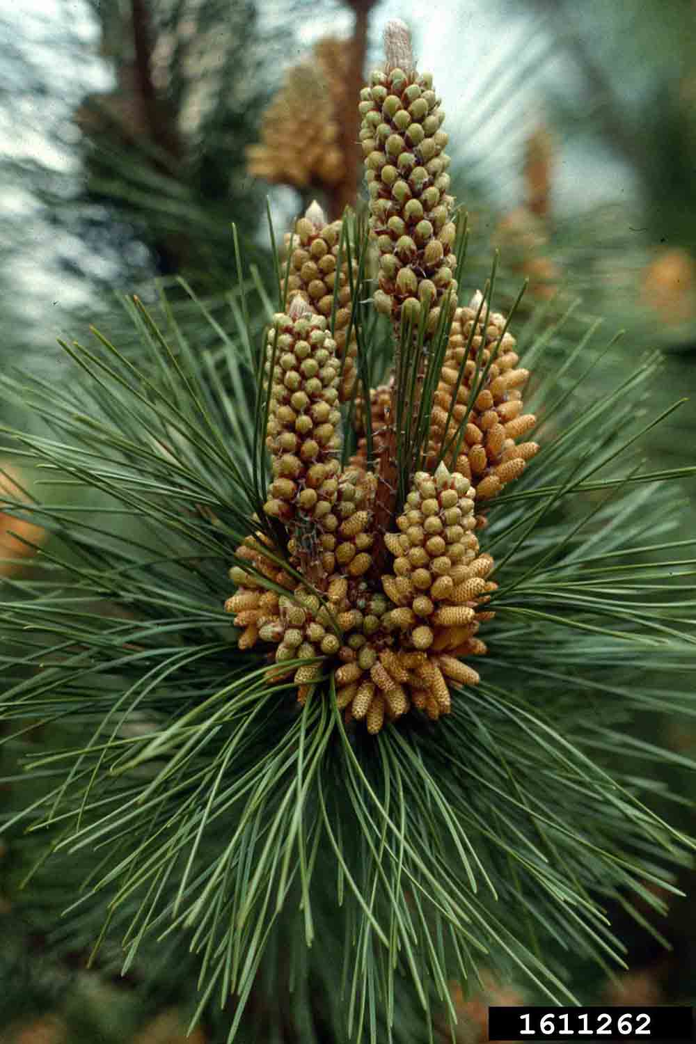 Japanese black pine flowers