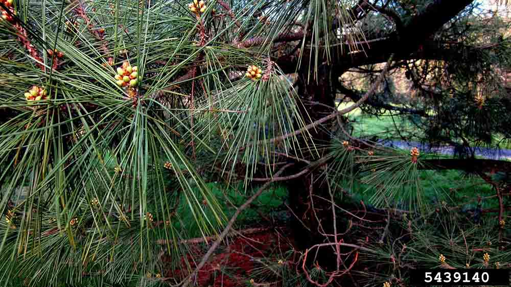 Japanese black pine foliage, 3"-4.5" long in bundles of two