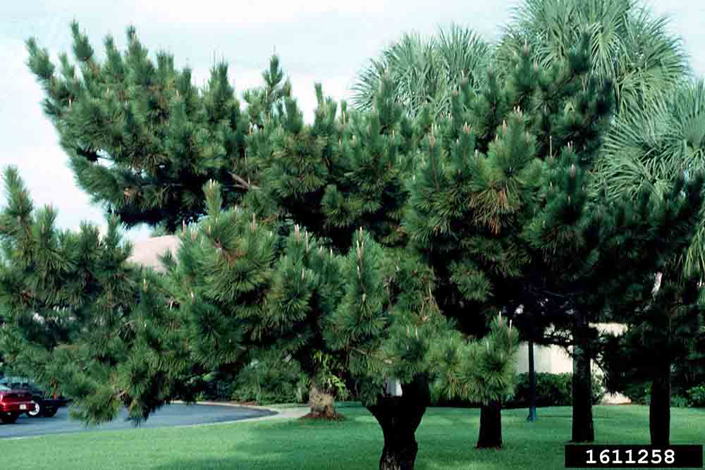 Japanese black pine tree