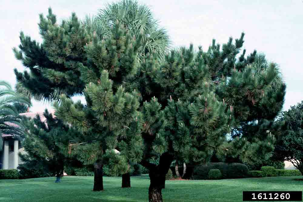 Japanese black pine tree