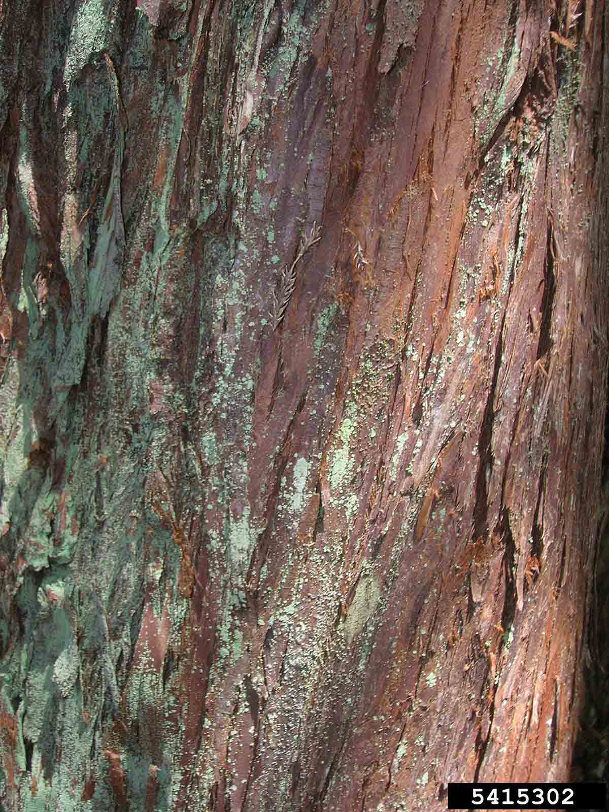 Japanese cedar bark on trunk