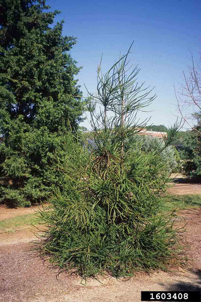 Japanese cedar cultivar