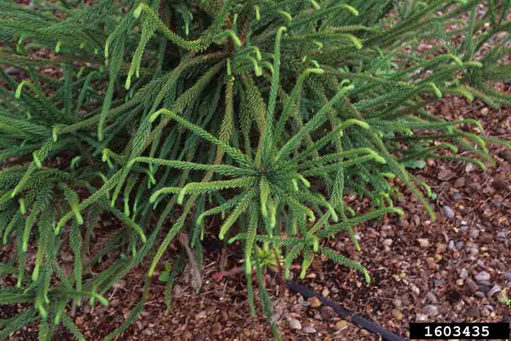 Japanese cedar cultivar