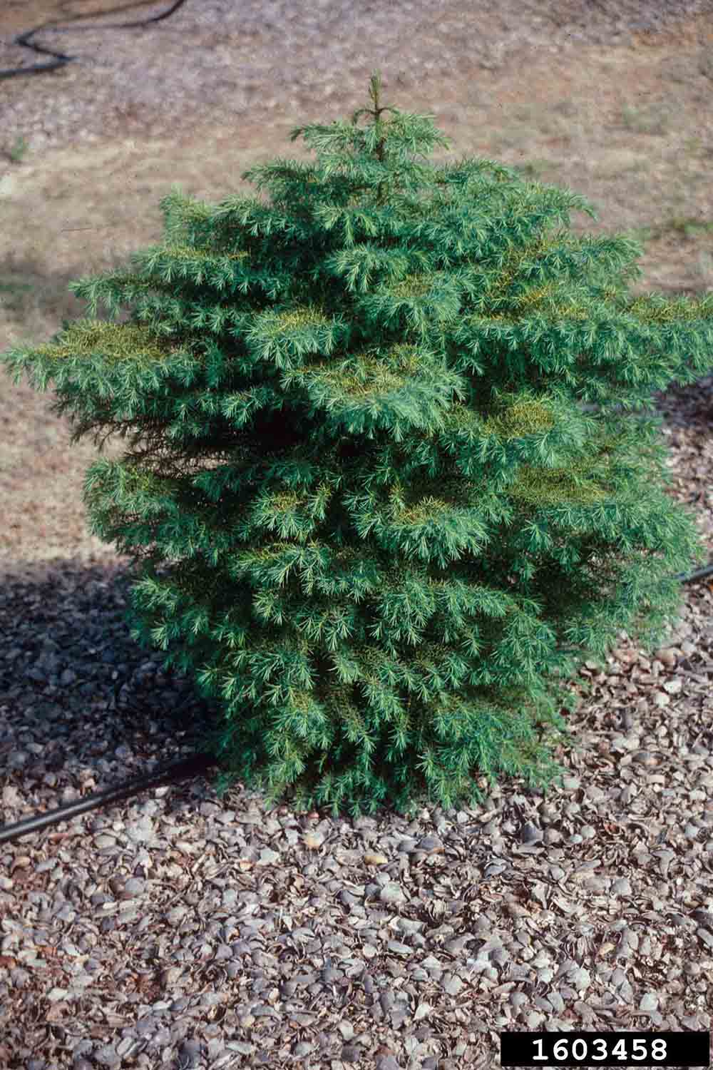 Japanese cedar cultivar