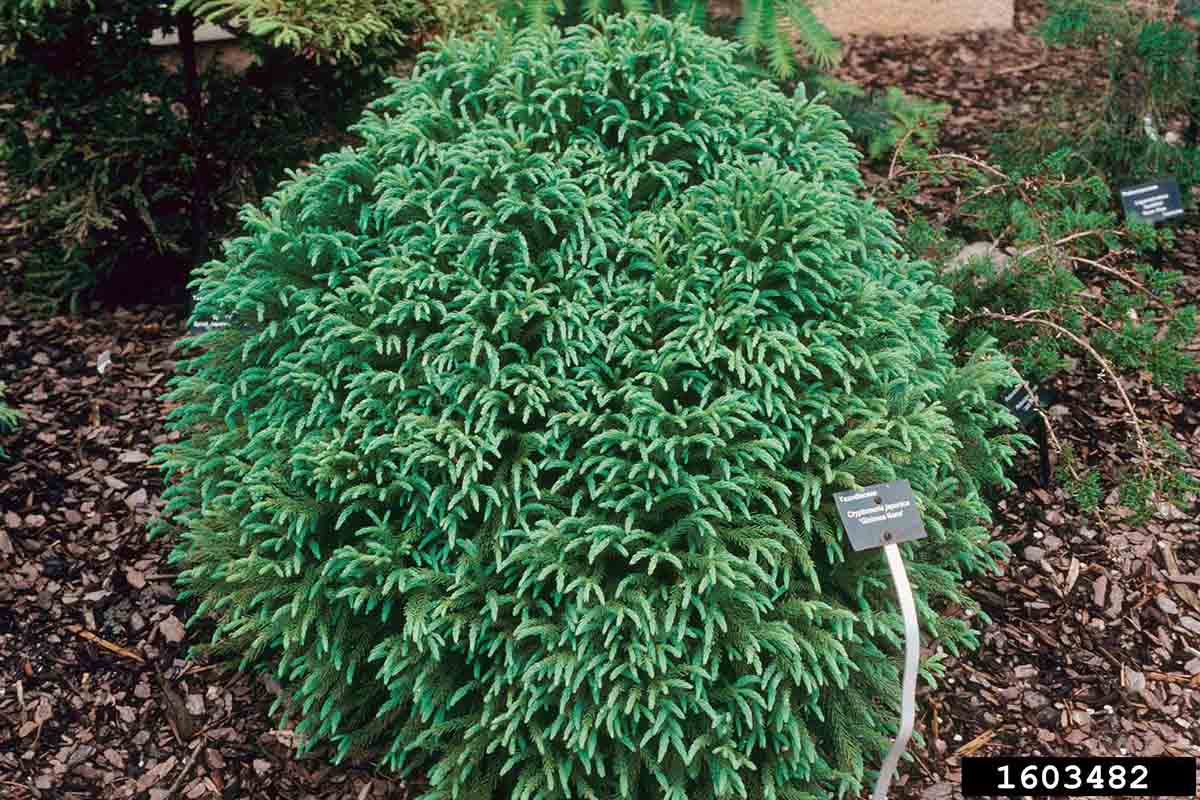 Japanese cedar cultivar