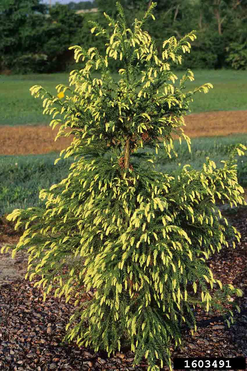 Japanese cedar cultivar