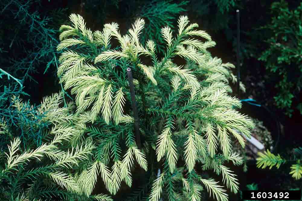 Japanese cedar cultivar
