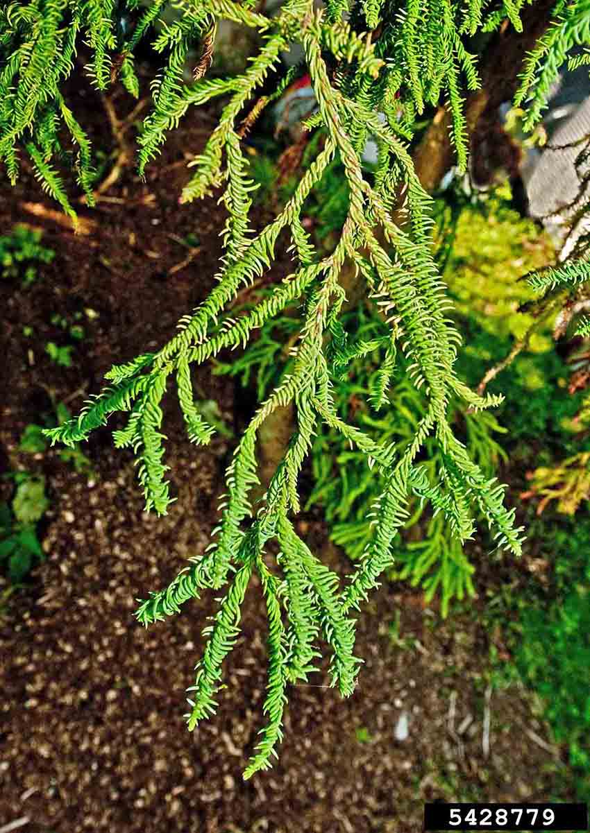 Japanese cedar foliage