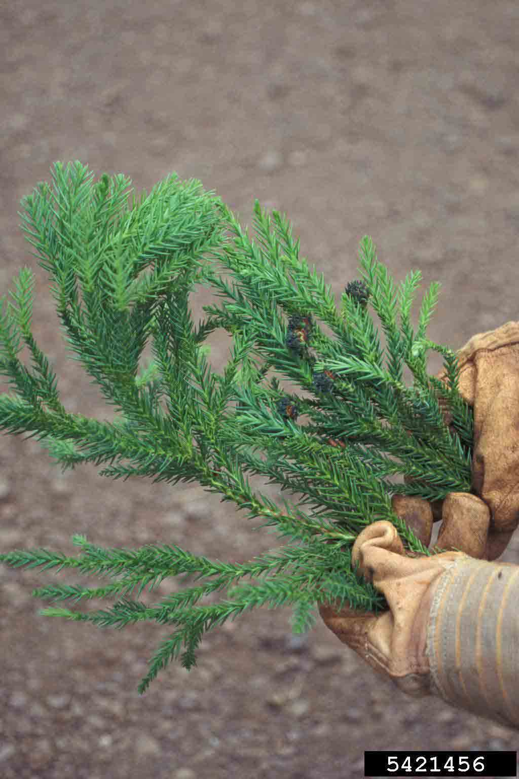 Japanese cedar branch