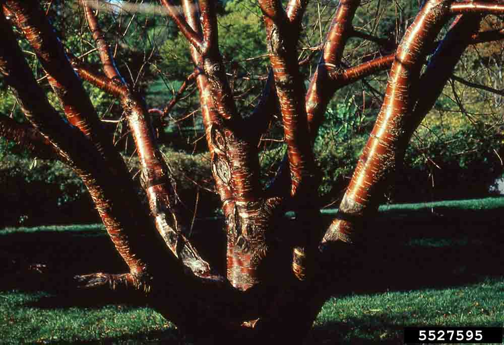 Japanese flowering cherry bark