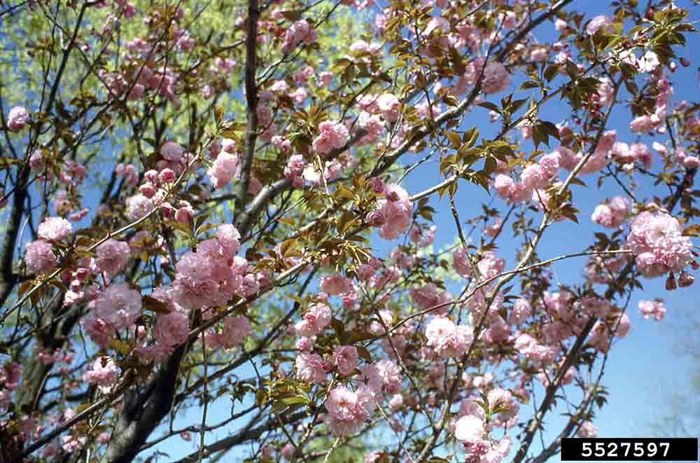 Japanese flowering cherry flowers and new leaves