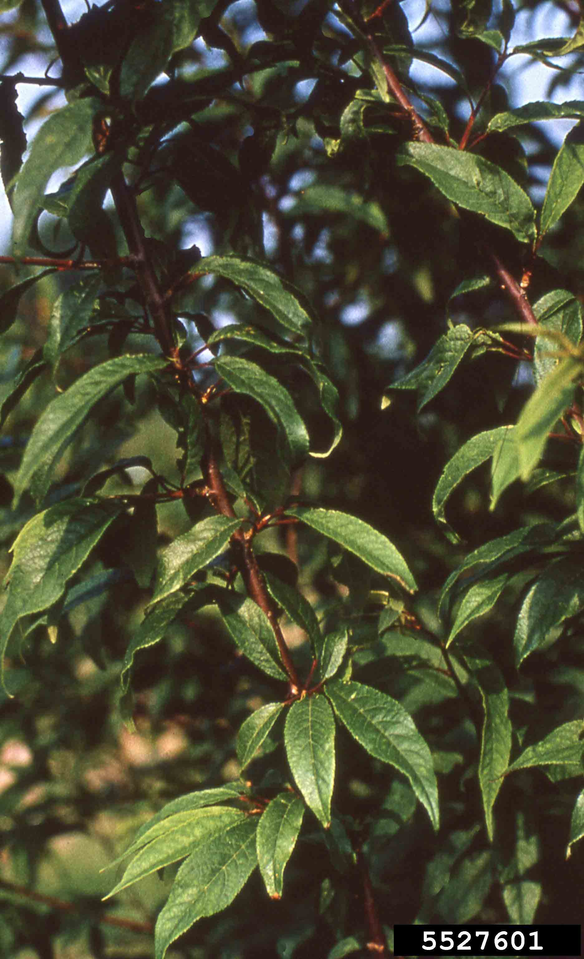 Japanese flowering cherry leaves