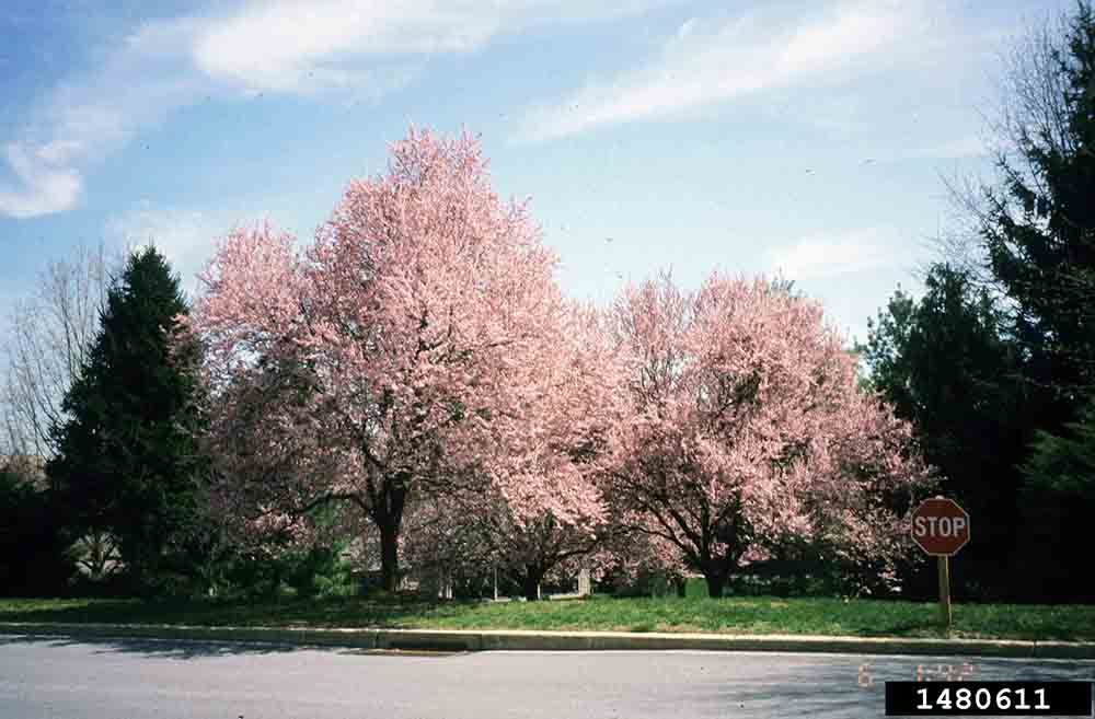 Japanese flowering cherry trees in bloom