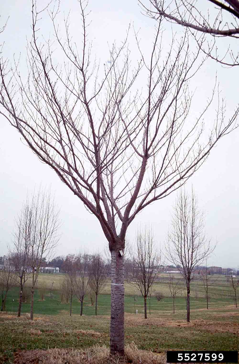 Japanese flowering cherry tree habit, winter