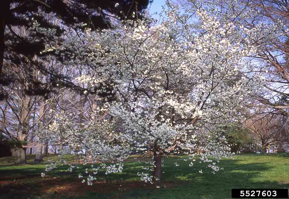 Japanese flowering cherry in bloom