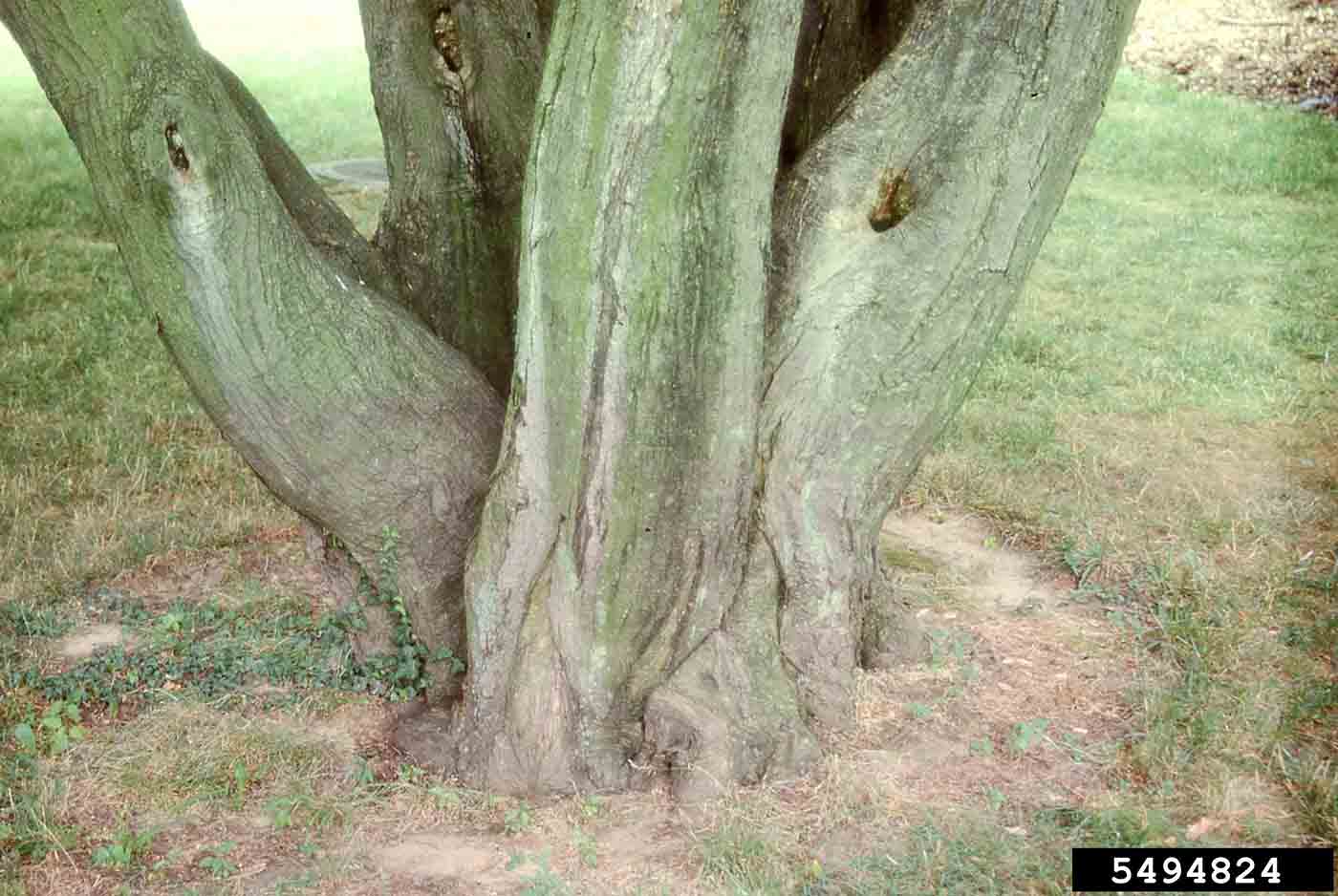 Japanese maple bark