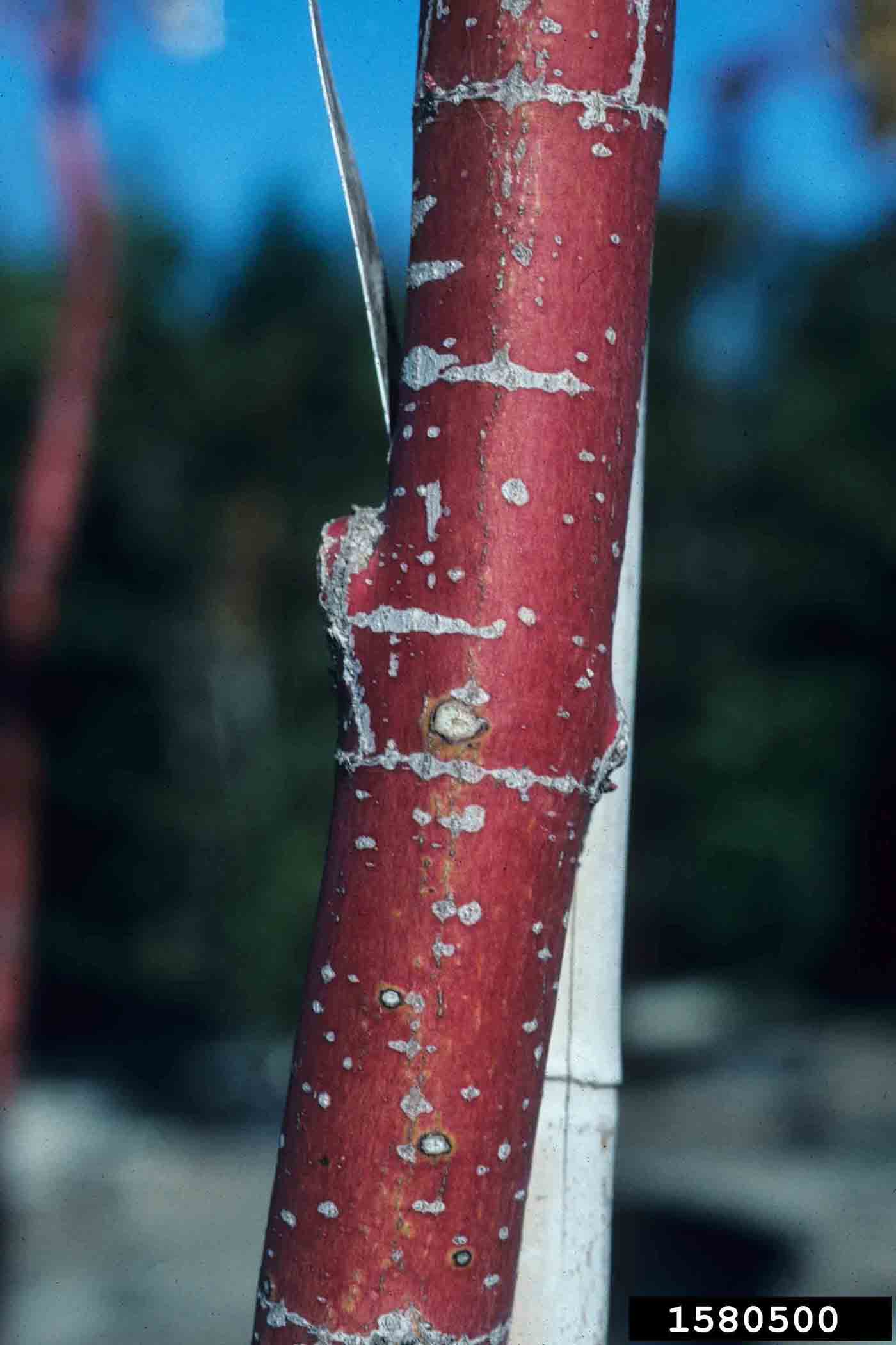 Japanese maple bark
