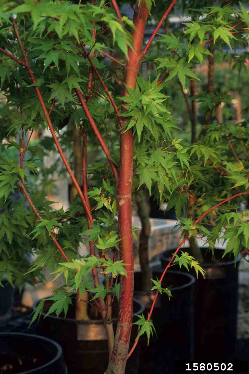 Japanese maple branching habit