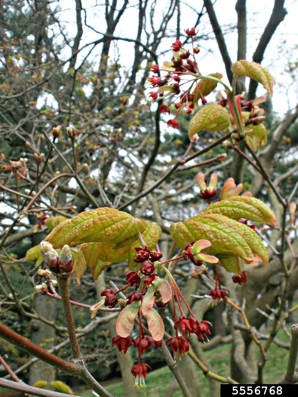 Japanese maple flower