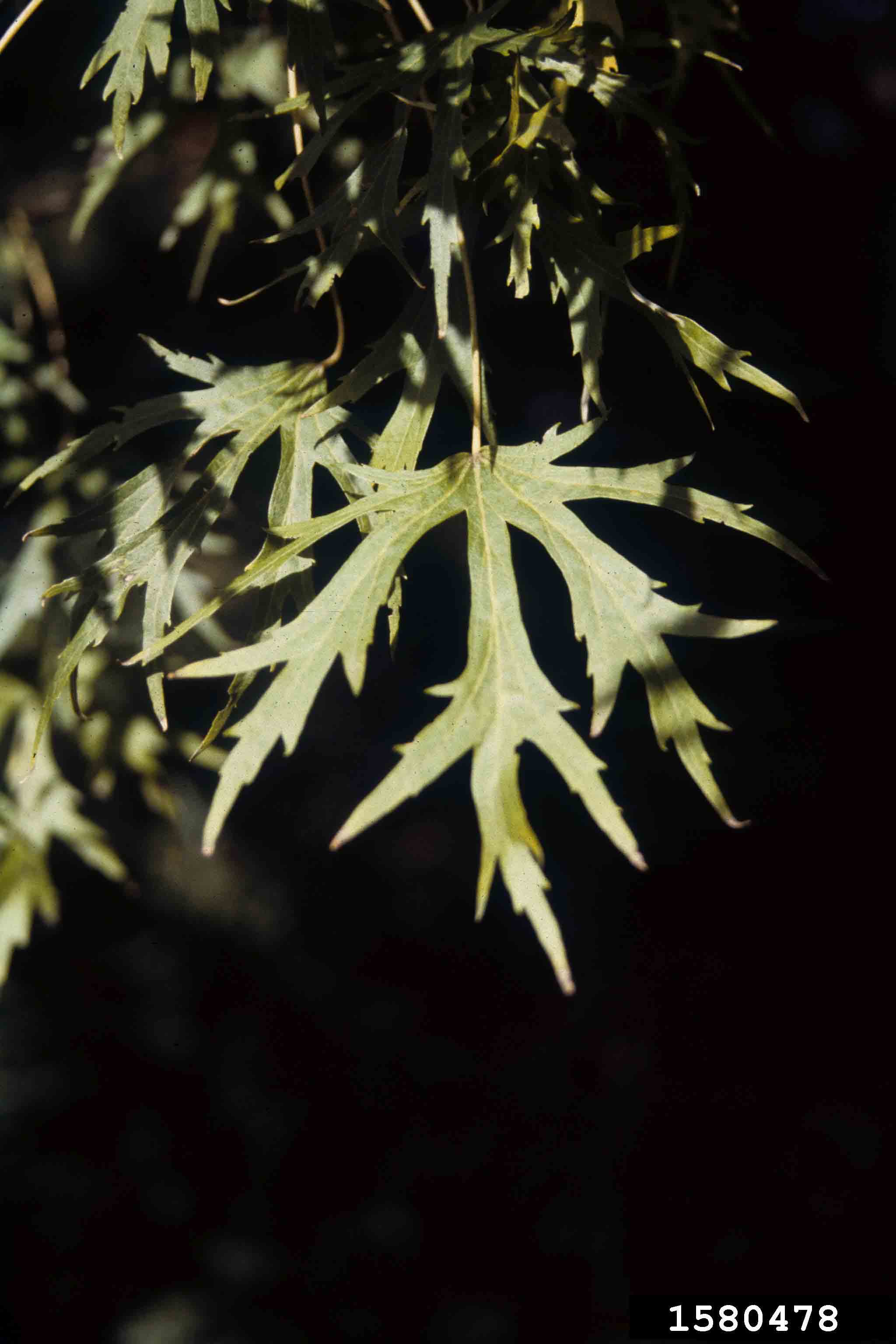 Japanese maple leaves