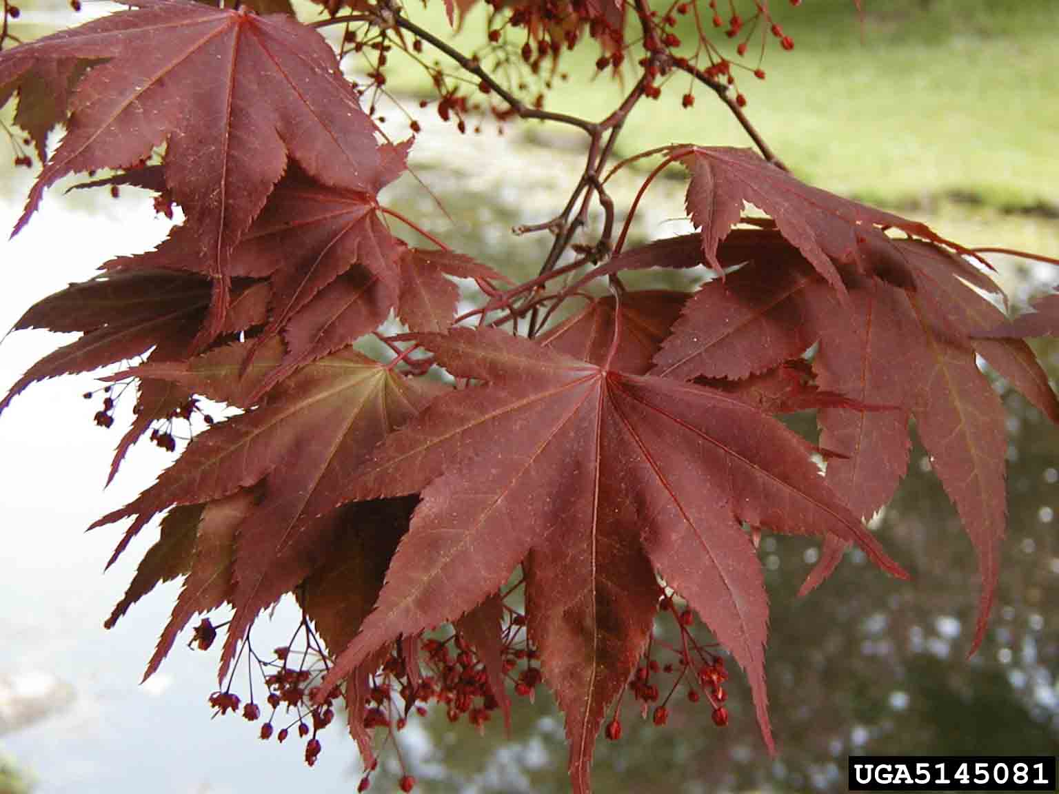 Japanese maple leaves