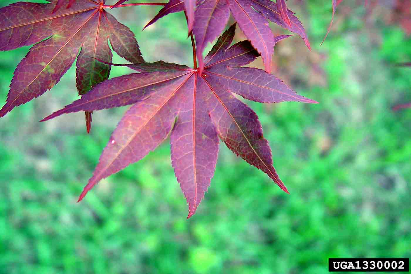 Japanese maple leaves