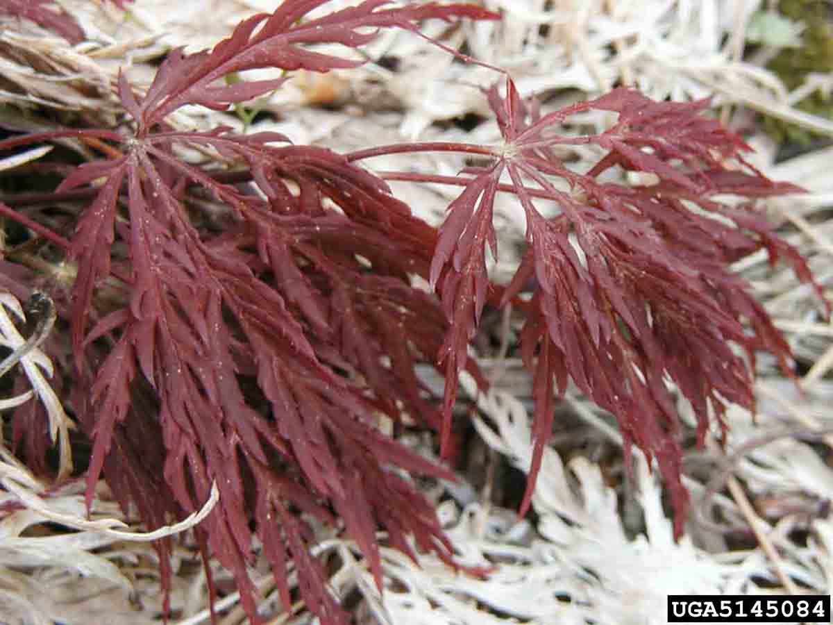 Japanese maple leaves