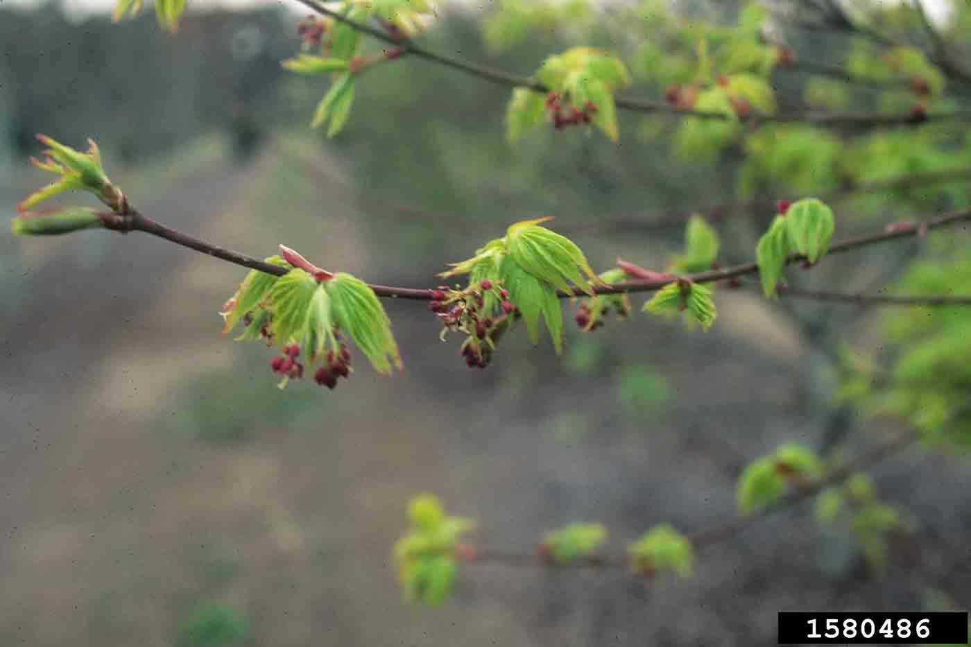 Japanese maple leaves