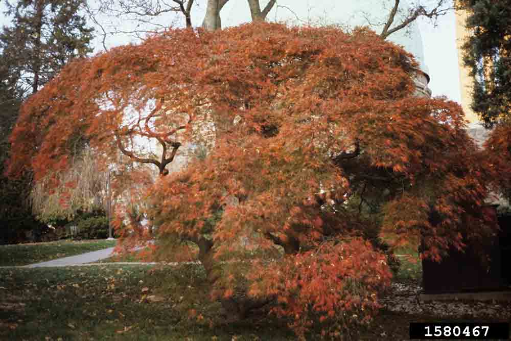 Japanese maple tree