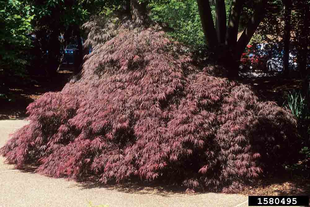 Japanese maple tree
