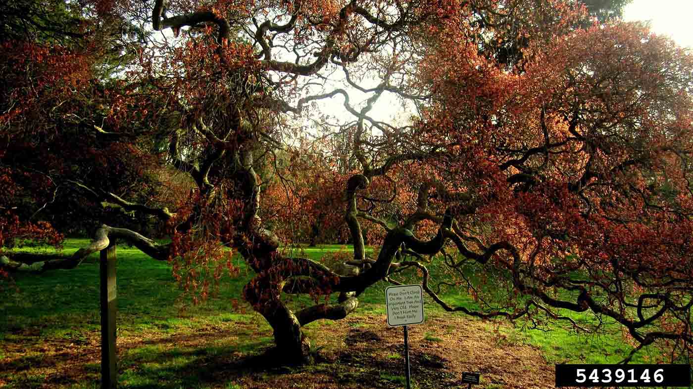 Japanese maple branching habit