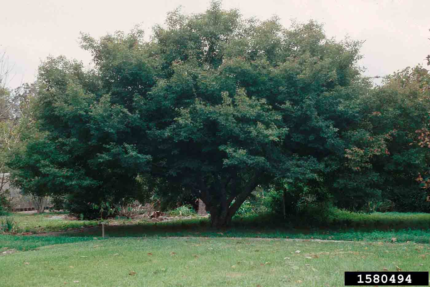 Japanese maple tree