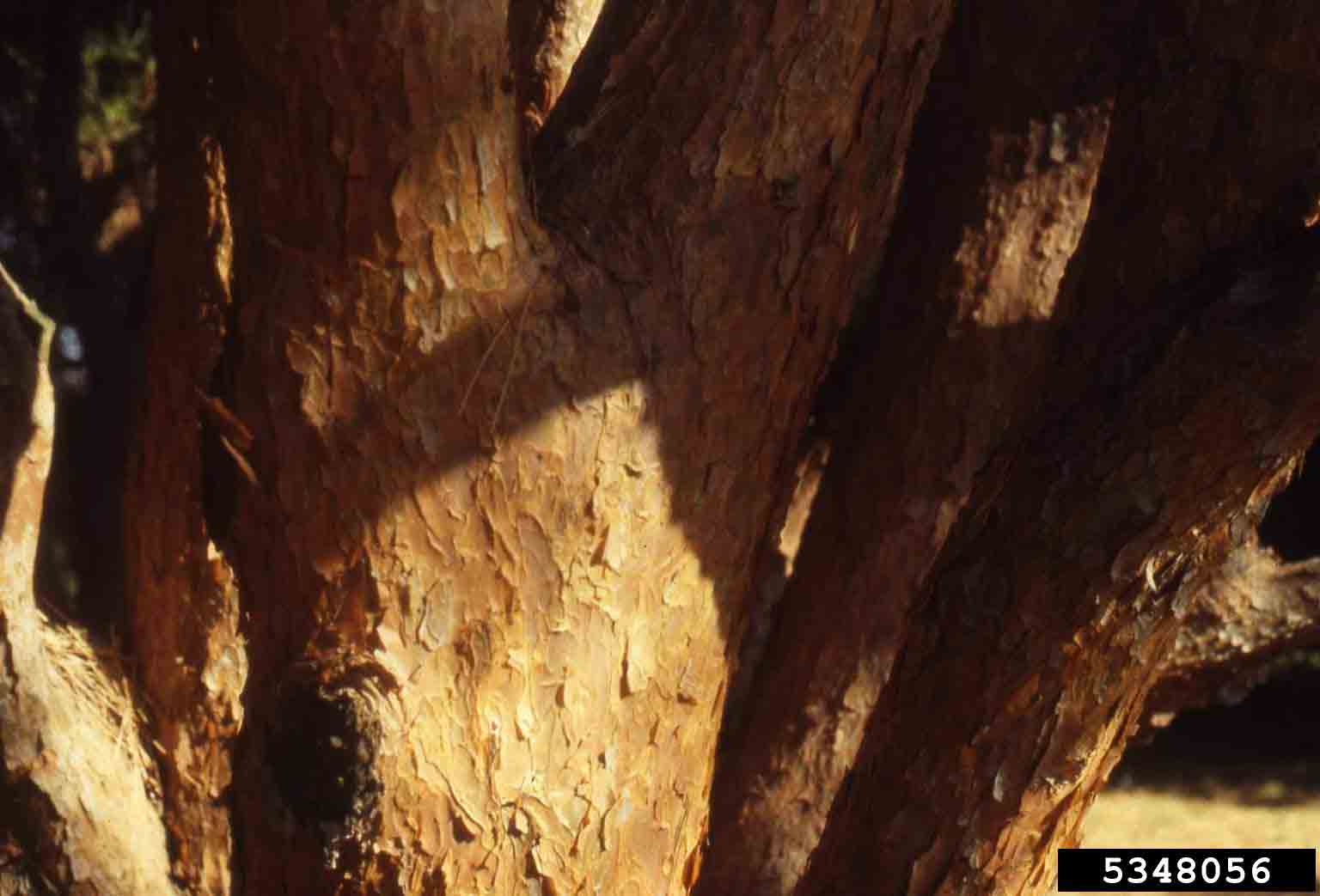 Japanese red pine bark on trunk