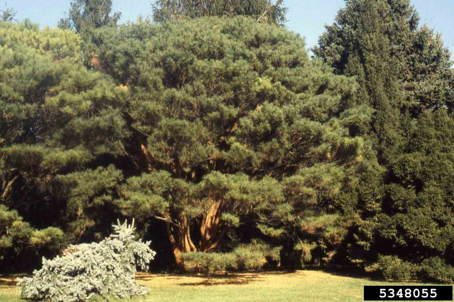Japanese red pine cultivar