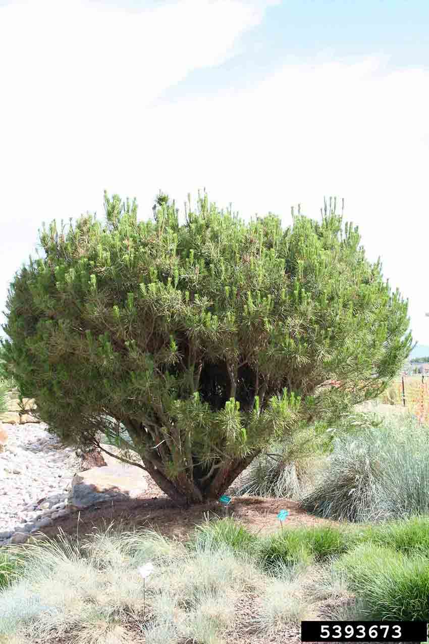 Japanese red pine cultivar