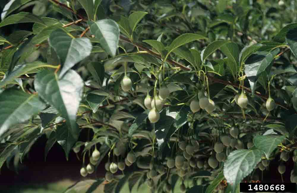 Japanese snowbell foliage and fruit