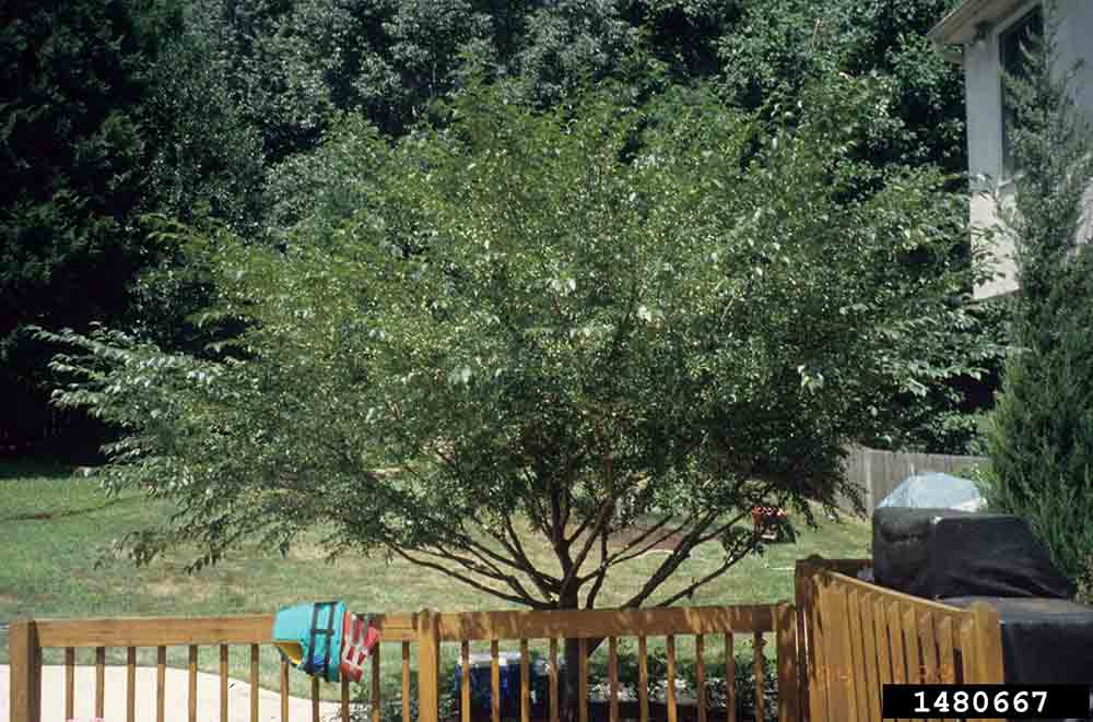Japanese snowbell tree