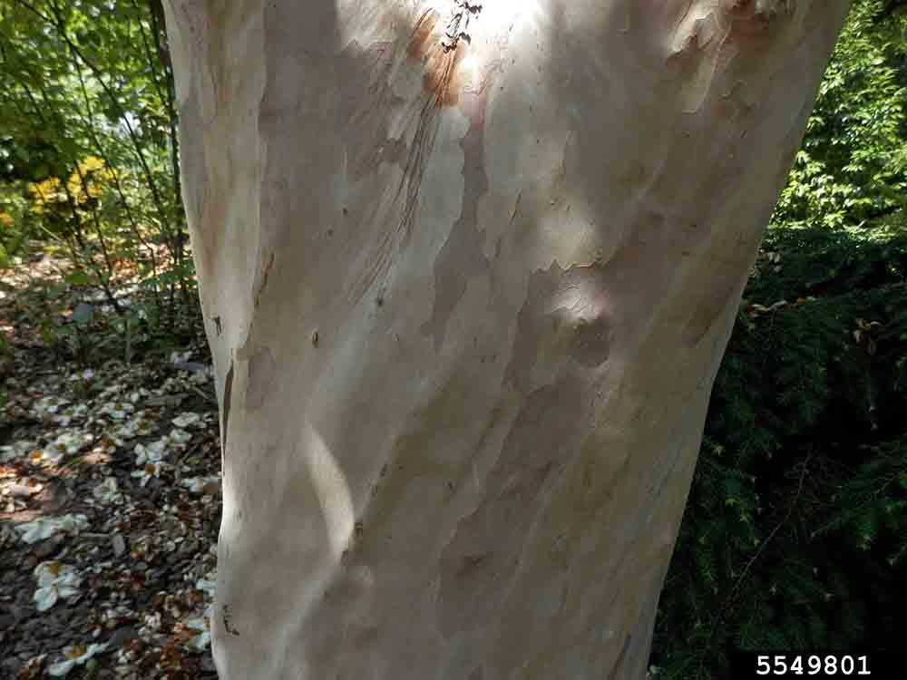 Japanese stewartia bark on trunk