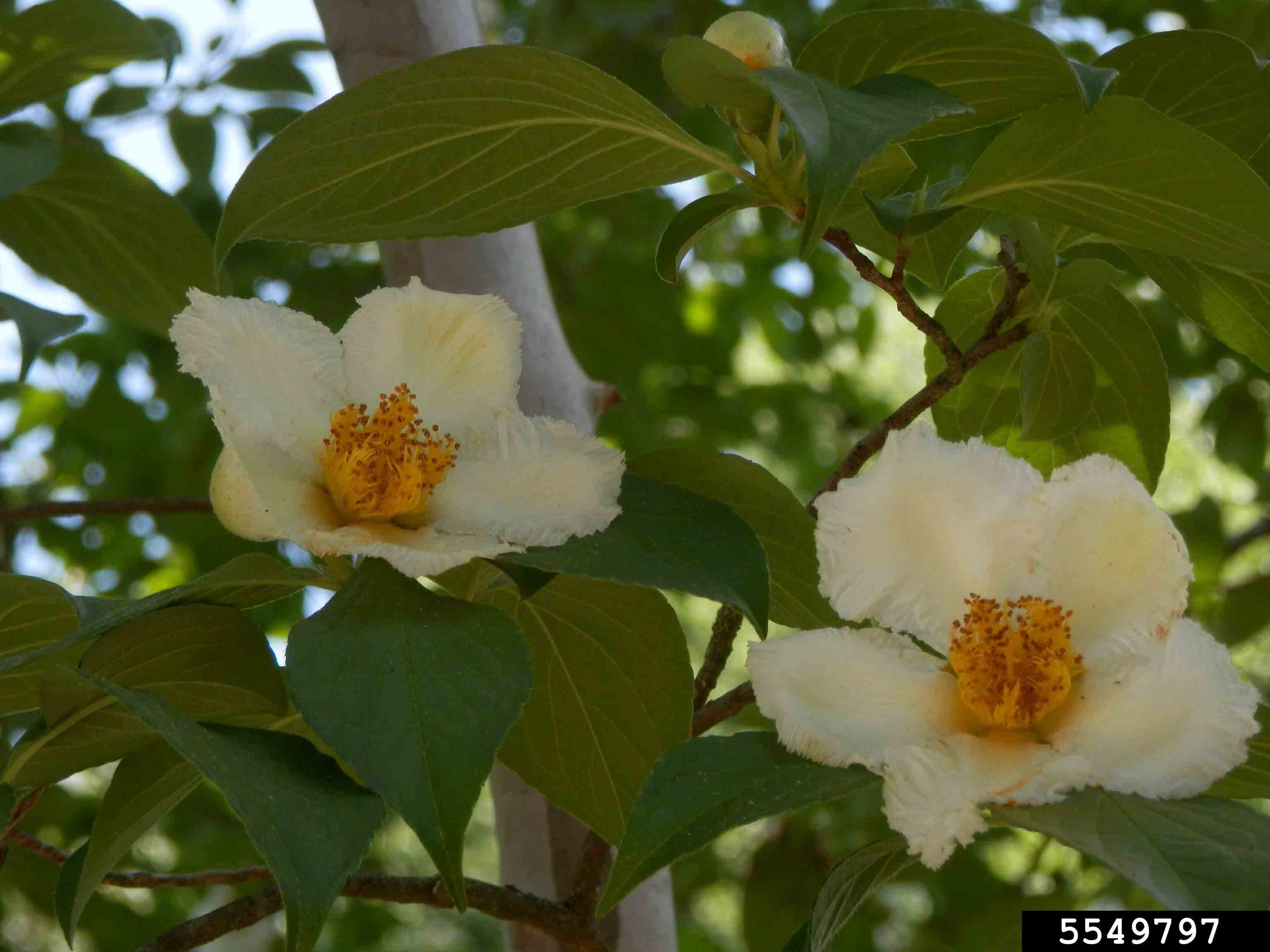 Japanese stewartia flowers
