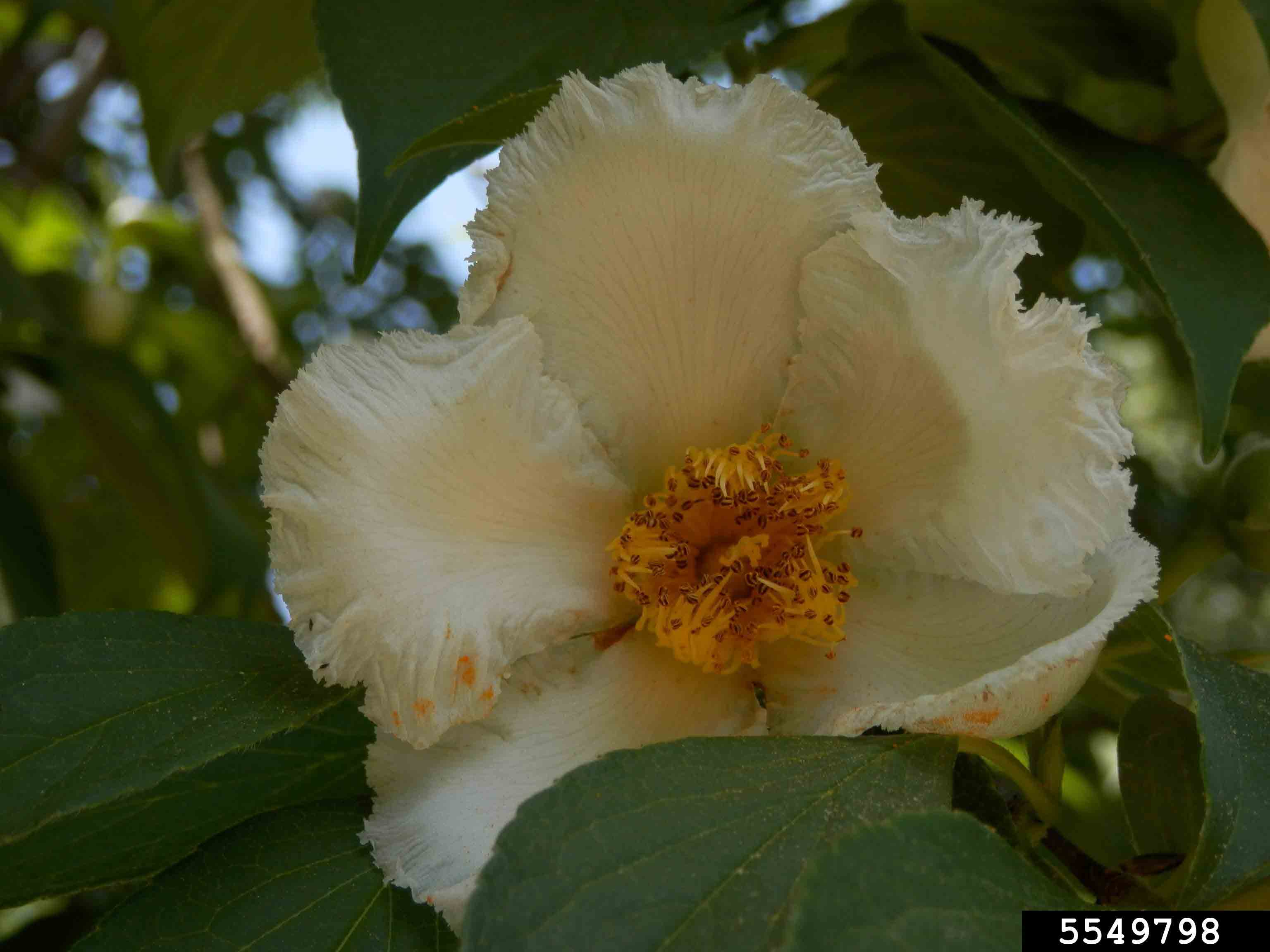 Japanese stewartia flower