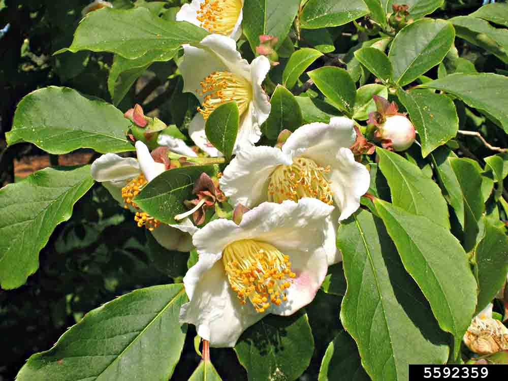 Japanese stewartia flowers, 2"-2.5" inches across