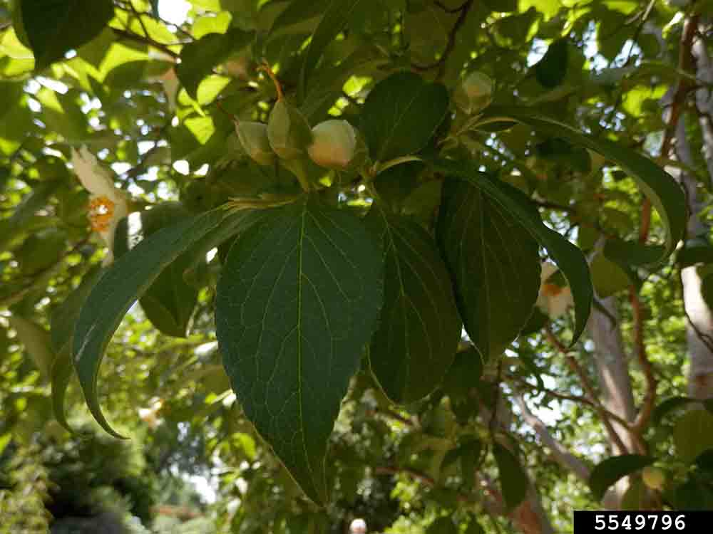 Japanese stewartia leaves, showing rounded teeth on margins