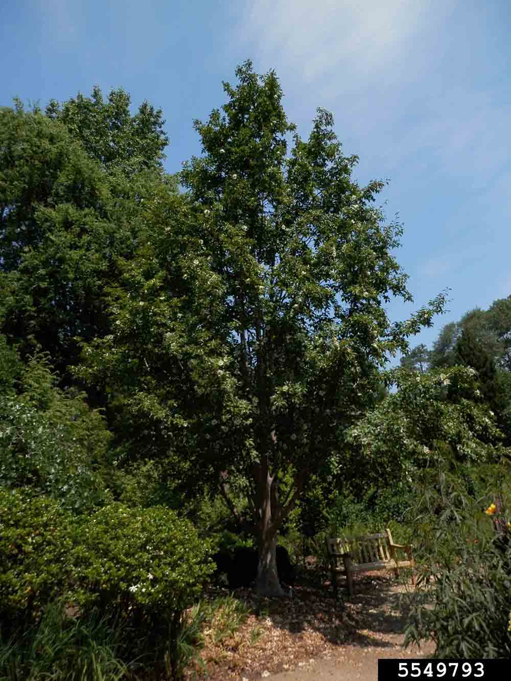 Japanese stewartia tree form, summer
